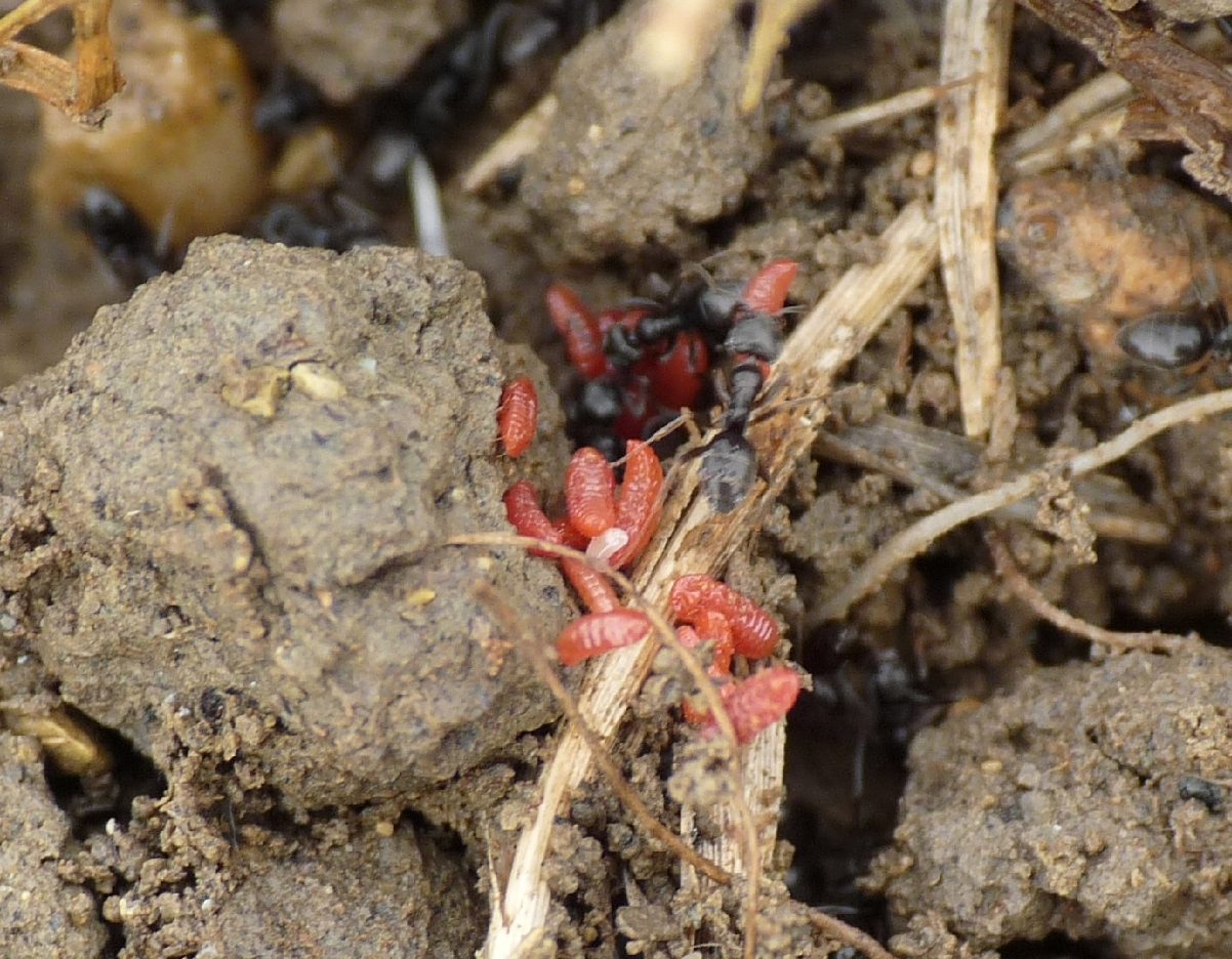 Tapinoma sp. (Formicidae) con ospiti (Coccidi)